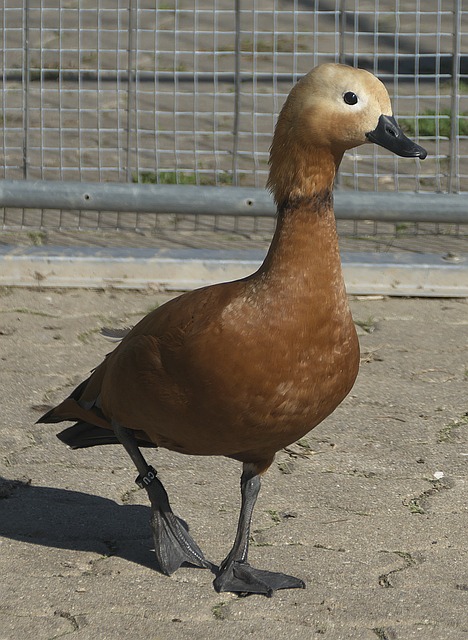 阵型